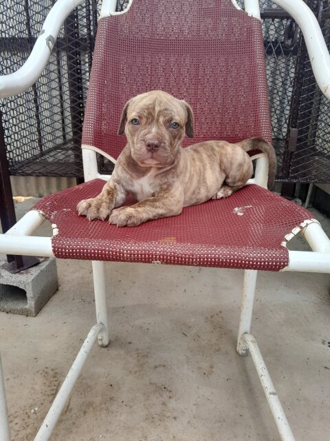 Mastiff  X American Bully