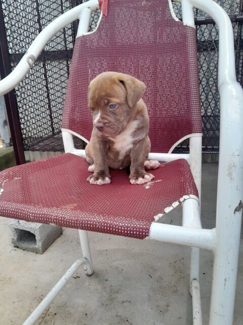 Mastiff  X American Bully