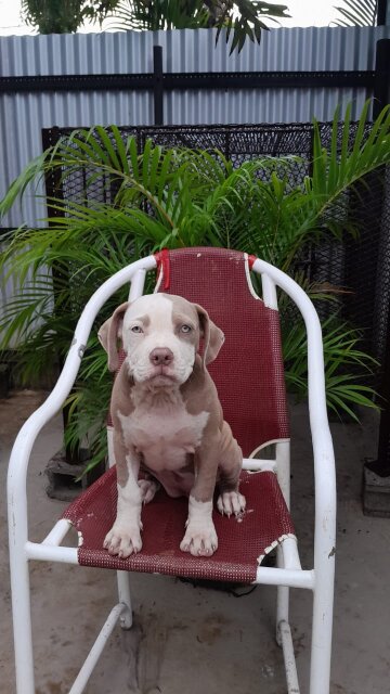 American Bully