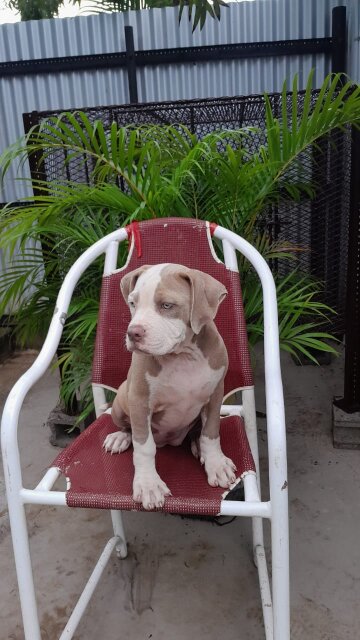 American Bully
