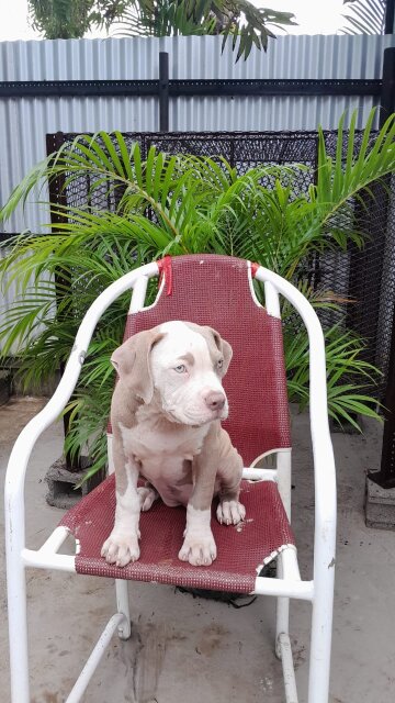 American Bully