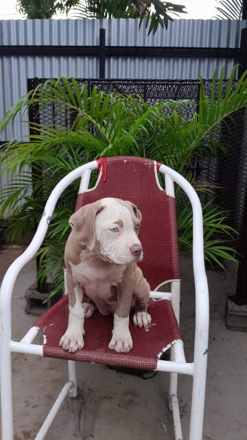 American Bully