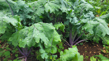 KALE  Freshly Picked BAG Of Red Russian