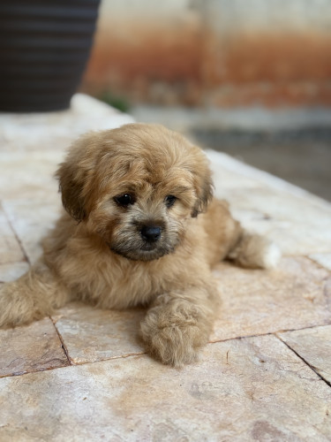 Female Shih Tzu Puppy For Sale