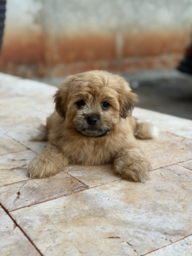 Female Shih Tzu Puppy For Sale