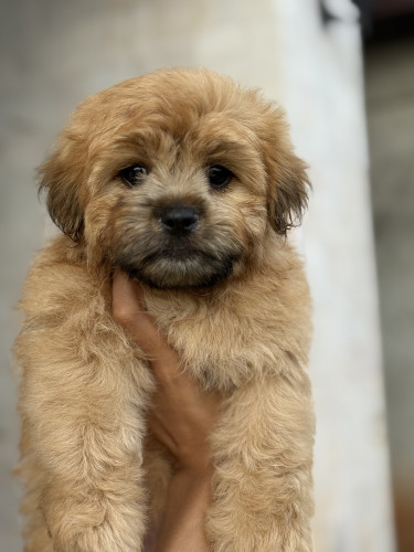 Female Shih Tzu Puppy For Sale