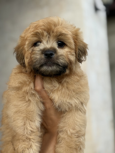 Female Shih Tzu Puppy For Sale