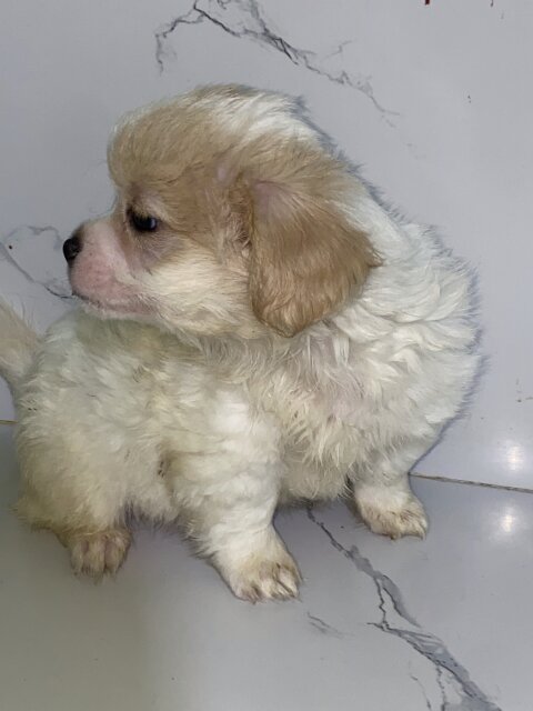 Corgi Papillon Mix
