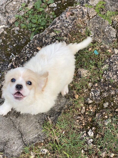 Corgi Papillon Mix