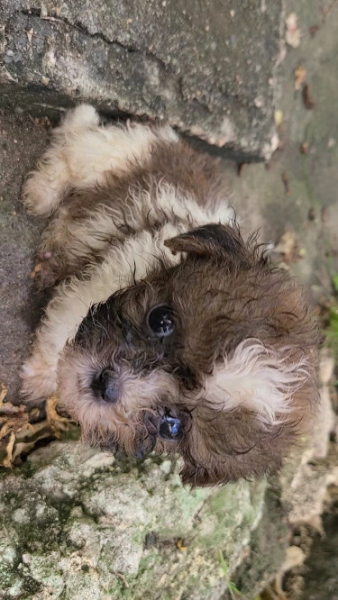 Shi Tzu