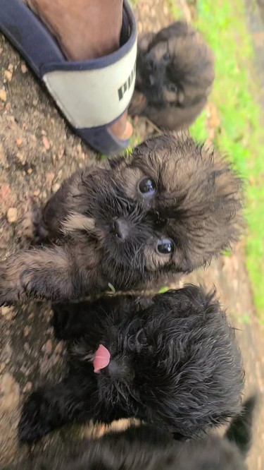 Shi Tzu