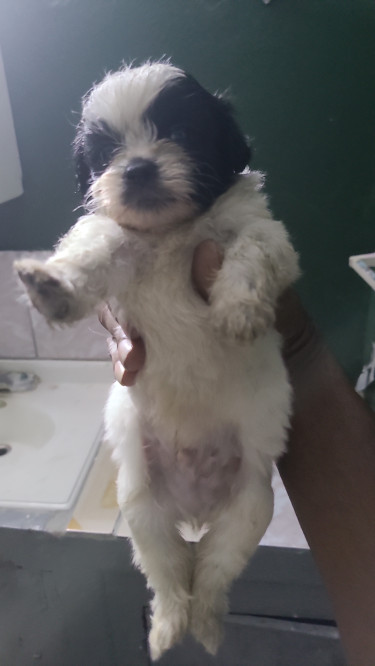 Shi Tzu