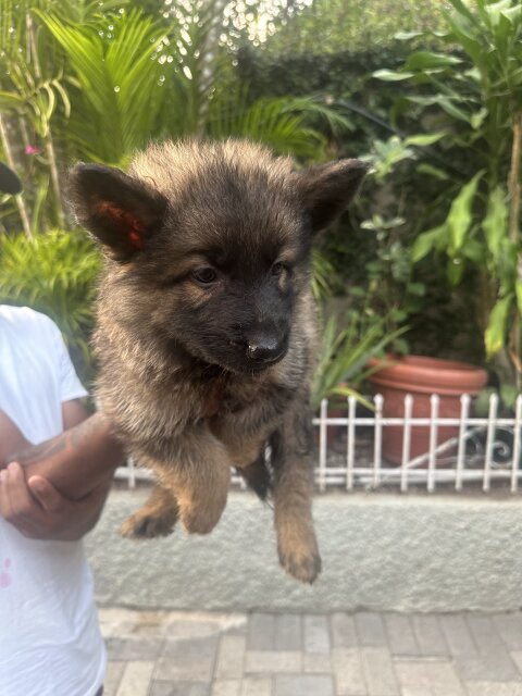 Registered German Shepherd Puppies FOR SALE