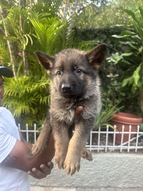 Registered German Shepherd Puppies FOR SALE