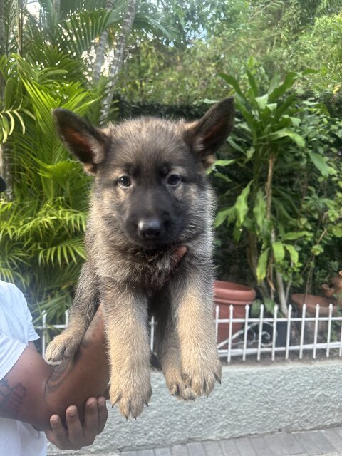 Registered German Shepherd Puppies FOR SALE