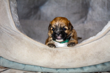Shihpoos