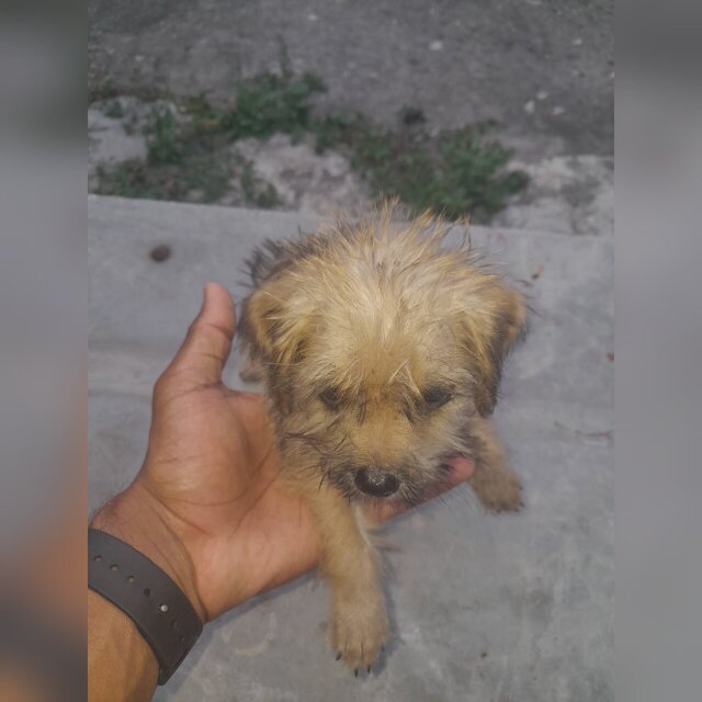 Shiz Tzu X Poodle Puppies