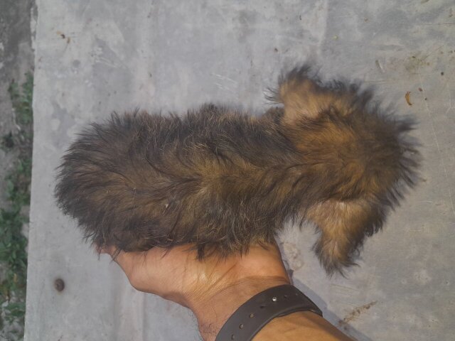 Shiz Tzu X Poodle Puppies