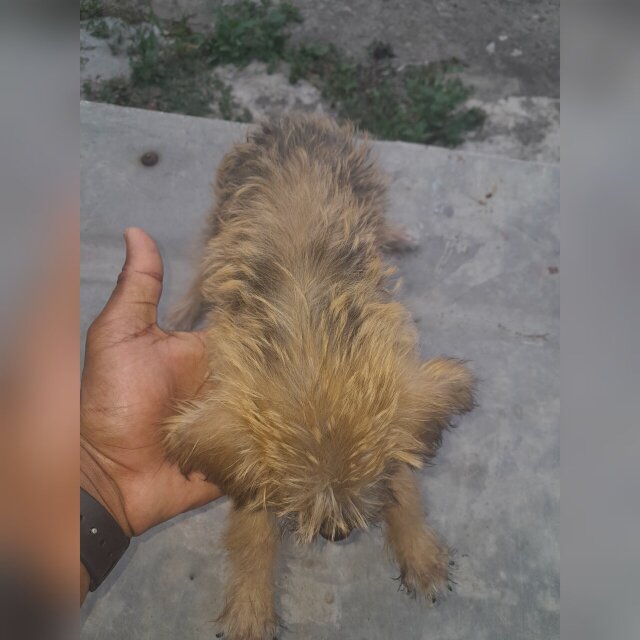 Shiz Tzu X Poodle Puppies