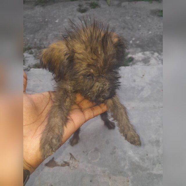 Shiz Tzu X Poodle Puppies