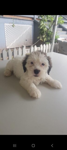 Shih Tzu Mix For Sale