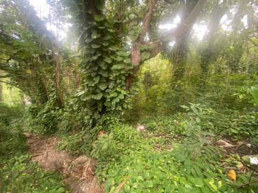 Sale Of Residential Lot In Shaw Park, St. Ann