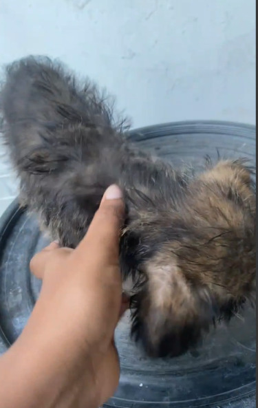 Cute Puppy
