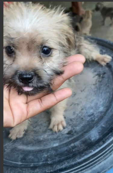 Cute Puppy
