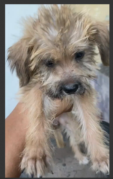 Cute Puppy