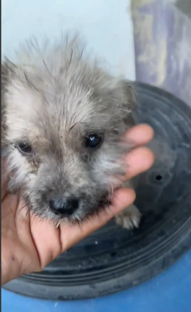 Cute Puppy