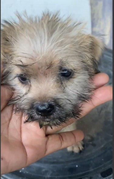Cute Puppy