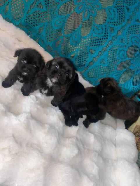 6 Weeks Old Shihtzu Available
