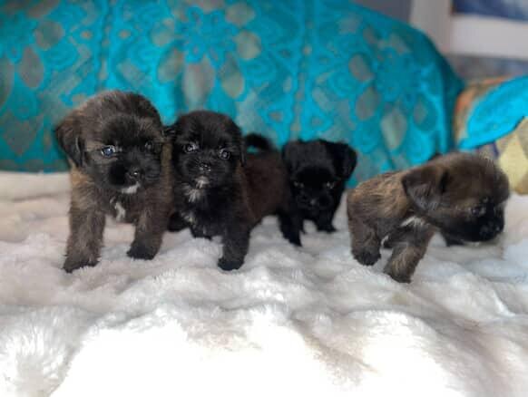 6 Weeks Old Shihtzu Available