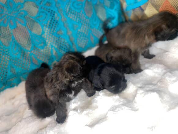 6 Weeks Old Shihtzu Available