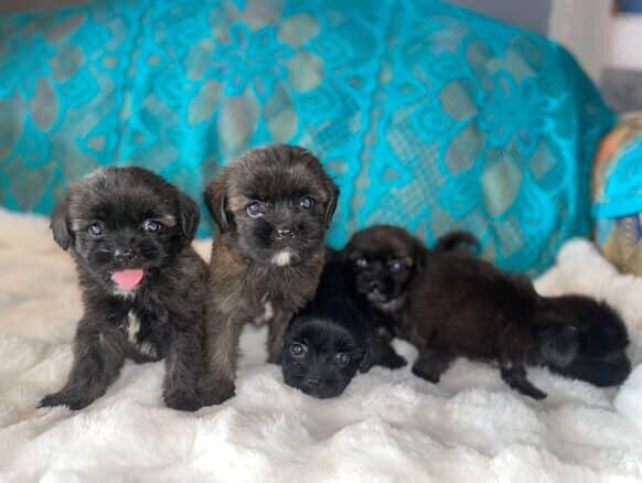 6 Weeks Old Shihtzu Available