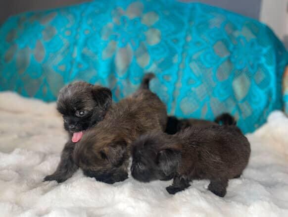 6 Weeks Old Shihtzu Available