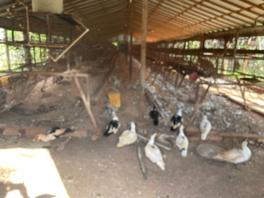 Farm With House For Sale