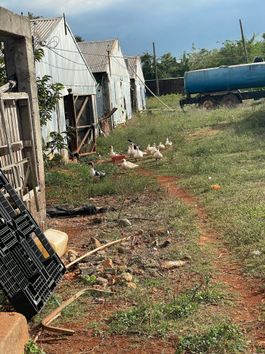 Farm With House For Sale