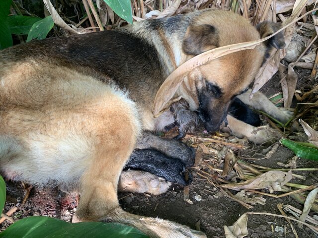 German Shepherd Puppies For Sale