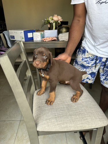 DOBERMAN PUPS FOR SALE