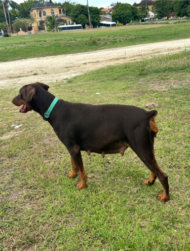DOBERMAN PUPS FOR SALE