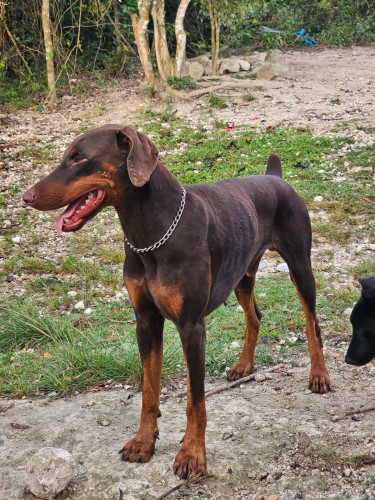 DOBERMAN PUPS FOR SALE