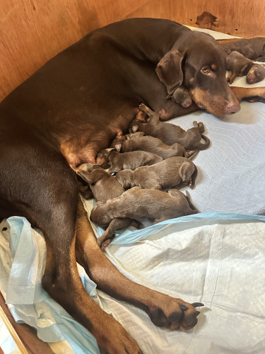 DOBERMAN PUPS FOR SALE