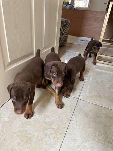 DOBERMAN PUPS FOR SALE