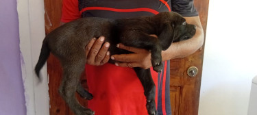 7 Weeks Old Great Dane X Labrador Pups