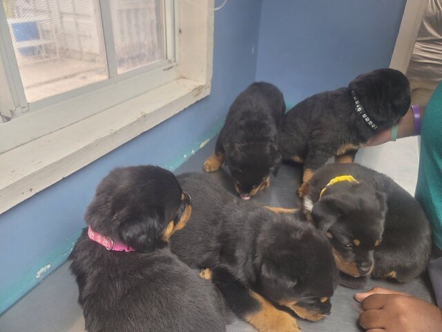 Rottweiler Puppies
