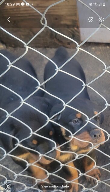 Rottweiler Puppies