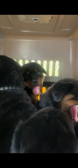 Rottweiler Puppies