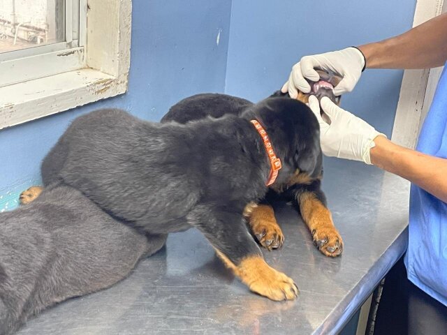 Rottweiler Puppies