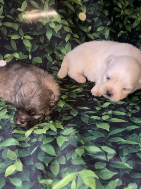 Shihtzu X Pomeranian Puppies